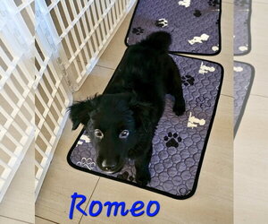 Mutt Dogs for adoption in Royal Palm Beach, FL, USA