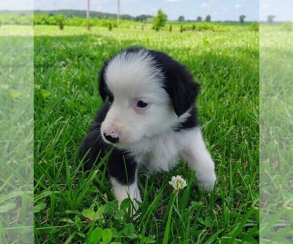 Medium Photo #4 Border Collie Puppy For Sale in NORBORNE, MO, USA