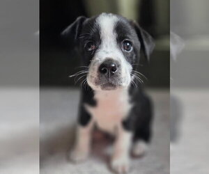 Labrador Retriever-Unknown Mix Dogs for adoption in The Woodlands, TX, USA