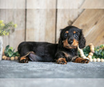 Puppy Hunter Dachshund