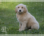 Puppy 5 Golden Pyrenees-Poodle (Standard) Mix