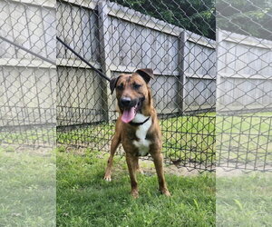 Dunson - Male Mutt Dog for Adoption - Photo #14