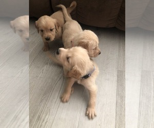 Golden Retriever Puppy for sale in THOUSAND OAKS, CA, USA