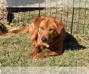 Sharp Eagle Puppy for sale in INDIANAPOLIS, IN, USA