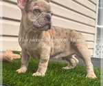 Small #4 French Bulldog