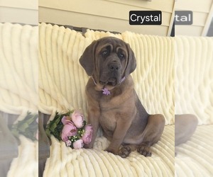 Cane Corso Puppy for sale in MINERAL WELLS, WV, USA