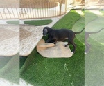 Small Photo #16 Great Dane Puppy For Sale in MARICOPA, AZ, USA