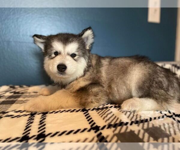 Medium Photo #2 Alaskan Malamute Puppy For Sale in WEST RICHLAND, WA, USA