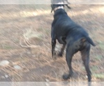 Small German Shorthaired Pointer