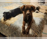 Small #6 Australian Shepherd Mix