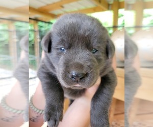 Labrador Retriever Puppy for Sale in CONNELLYS SPRINGS, North Carolina USA