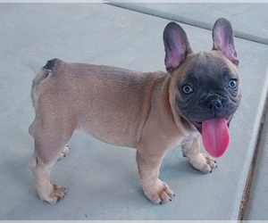 French Bulldog Puppy for sale in LAS VEGAS, NV, USA