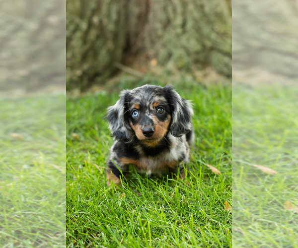Medium Photo #2 Dachshund Puppy For Sale in BREMEN, IN, USA