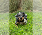 Small #1 Dachshund