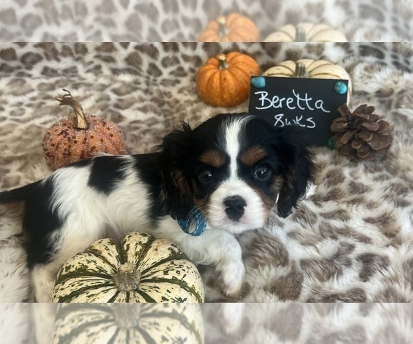 Medium Photo #6 Cavalier King Charles Spaniel Puppy For Sale in ABILENE, TX, USA