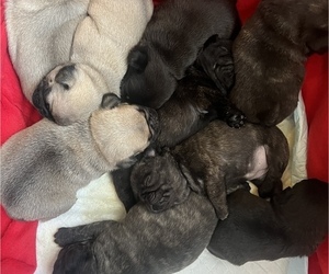 Pug Puppy for sale in ROCHESTER, MN, USA