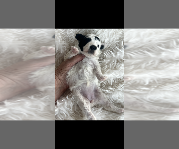 Medium Photo #4 Poodle (Toy) Puppy For Sale in NILES, MI, USA