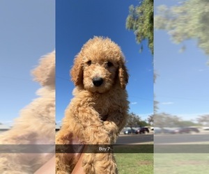 Goldendoodle Puppy for sale in TEMPE, AZ, USA