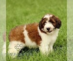 Small Photo #4 Bernedoodle (Miniature) Puppy For Sale in NEW HOLLAND, PA, USA