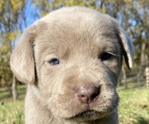 Labrador Retriever Puppy for sale in FRANKLIN GROVE, IL, USA
