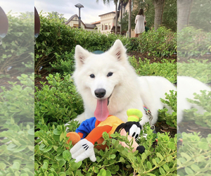 Samoyed Puppy for sale in DEERFIELD BEACH, FL, USA