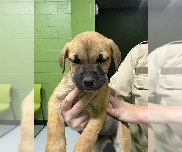 Medium Photo #1 Catahoula Leopard Dog-Unknown Mix Puppy For Sale in Temple, TX, USA