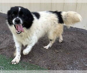 Collie Dogs for adoption in Walnutport, PA, USA