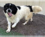 Small Collie