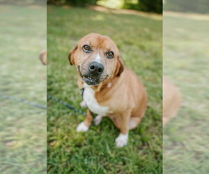 Basset Hound-Redbone Coonhound Mix Dogs for adoption in Attalka, AL, USA