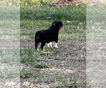 Small Photo #72 Miniature Australian Shepherd Puppy For Sale in SIGNAL MOUNTAIN, TN, USA
