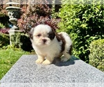 Small Photo #4 Shih Tzu Puppy For Sale in HAYWARD, CA, USA