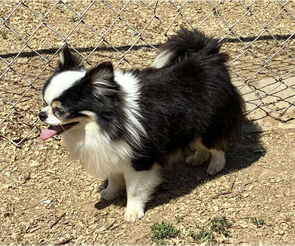 Medium Photo #1 Chihuahua Puppy For Sale in NEWVILLE, PA, USA