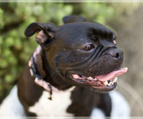 Medium Photo #4 Faux Frenchbo Bulldog Puppy For Sale in Corona, CA, USA