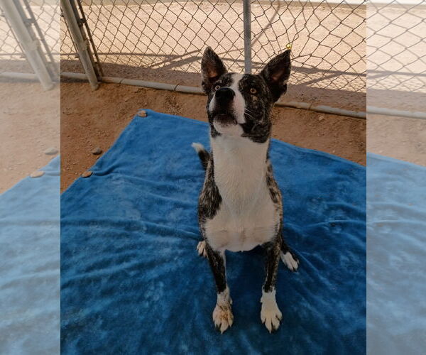 Medium Photo #9 Mutt Puppy For Sale in Apple Valley, CA, USA