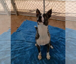 Ferb - Male Mutt Dog for Adoption - Photo #9