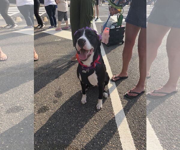 Medium Photo #6 American Pit Bull Terrier-Labrador Retriever Mix Puppy For Sale in Oakhurst, NJ, USA