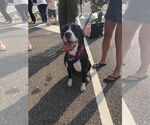 Small #5 American Pit Bull Terrier-Labrador Retriever Mix