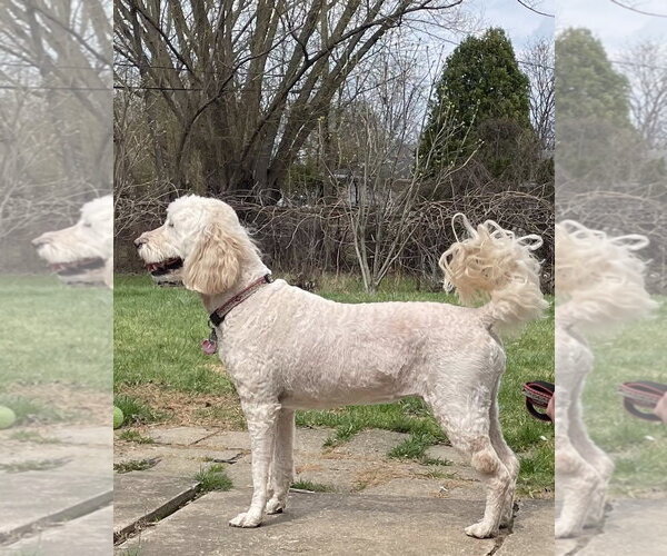 Medium Photo #3 Goldendoodle Puppy For Sale in Rochester, NY, USA