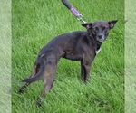 Small #1 Italian Greyhuahua