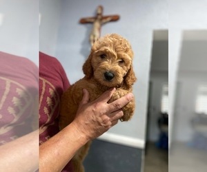 Goldendoodle Puppy for Sale in DIAMOND, California USA