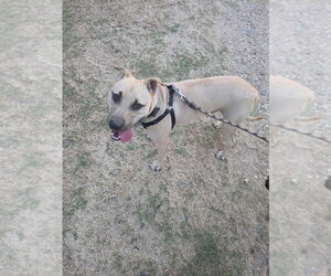 Haywood - Male Mutt Dog for Adoption - Photo #3