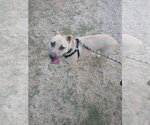 Small #2 Mutt