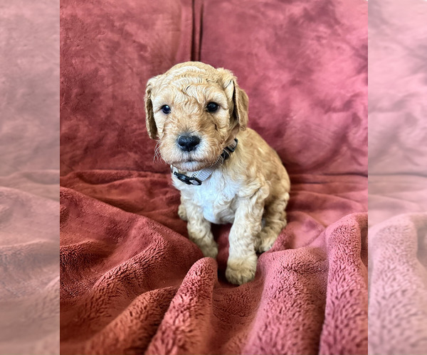 Medium Photo #4 Goldendoodle (Miniature) Puppy For Sale in BRAWLEY, CA, USA