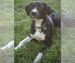 Small #2 Labrador Retriever Mix