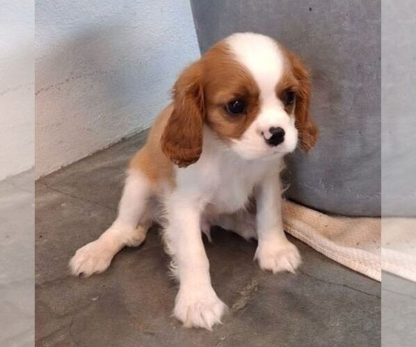 Medium Photo #3 Cavalier King Charles Spaniel Puppy For Sale in PARKESBURG, PA, USA