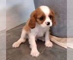Small #2 Cavalier King Charles Spaniel