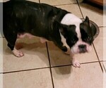 Small Photo #1 French Bulldog Puppy For Sale in HUDDLESTON, VA, USA