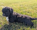 Small #2 ShihPoo