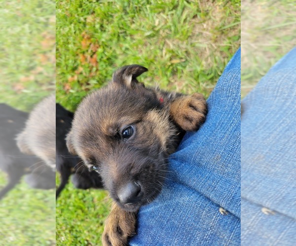 Medium Photo #11 German Shepherd Dog Puppy For Sale in LYNCH STATION, VA, USA