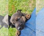 Small Photo #11 German Shepherd Dog Puppy For Sale in LYNCH STATION, VA, USA